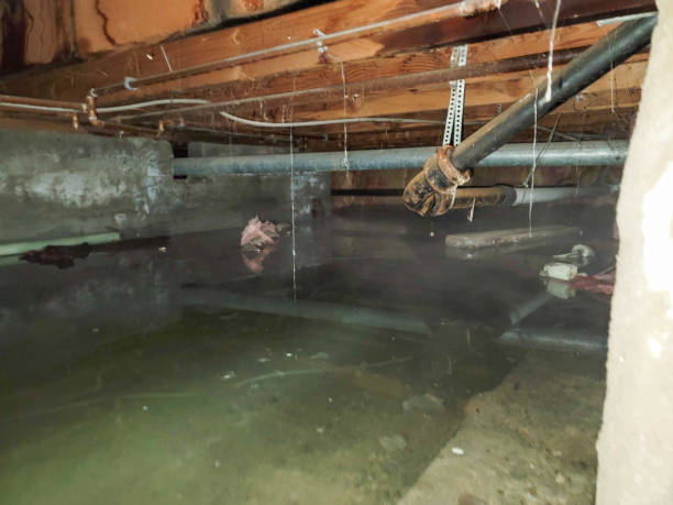 Best Flood restoration services  in Maan, ND