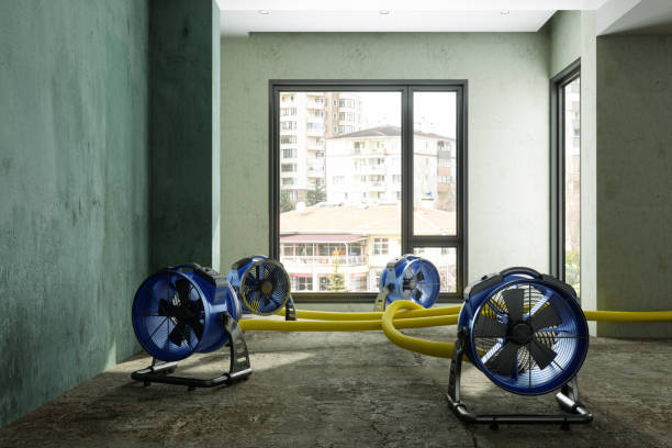 Best Mold removal after water damage  in Maan, ND